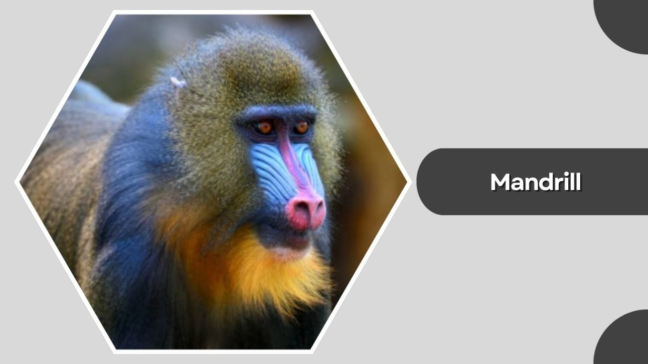  Mandrill