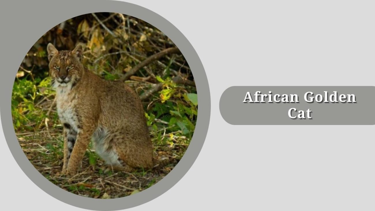 African Golden Cat