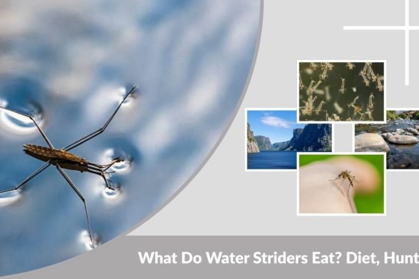 What Do Water Striders Eat? Diet, Hunting & Feeding Behavior