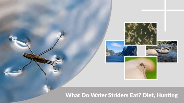What Do Water Striders Eat? Diet, Hunting & Feeding Behavior