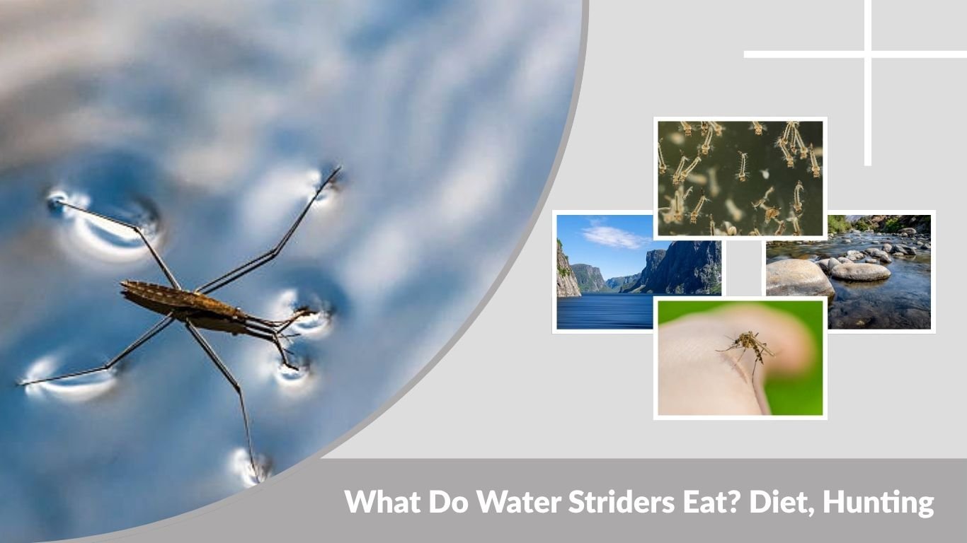 What Do Water Striders Eat? Diet, Hunting & Feeding Behavior