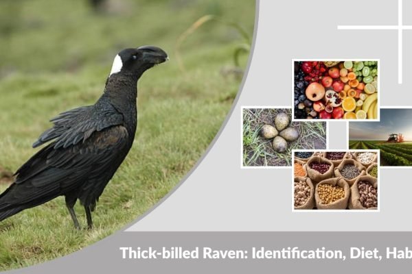 Thick-billed Raven: Identification, Diet, Habitat and Facts