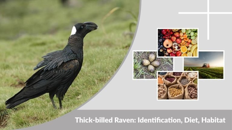 Thick-billed Raven: Identification, Diet, Habitat and Facts