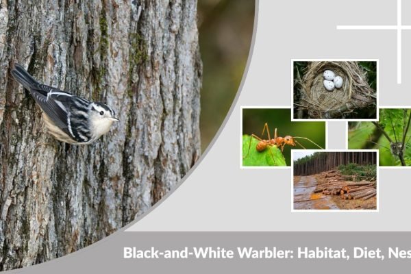Black-and-White Warbler: Habitat, Diet, Nesting & Life Cycle