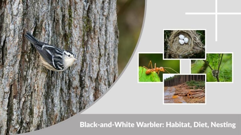 Black-and-White Warbler: Habitat, Diet, Nesting & Life Cycle