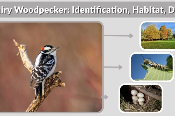 Hairy Woodpecker: Identification, Habitat, Diet, Behavior & Facts