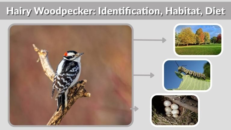 Hairy Woodpecker: Identification, Habitat, Diet, Behavior & Facts