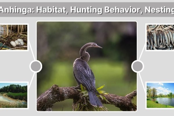 Anhinga: Habitat, Hunting Behavior, Nesting & Fascinating Facts
