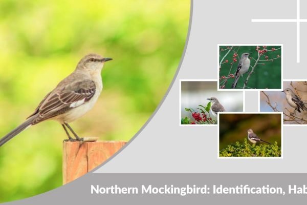Northern Mockingbird: Identification, Habitat, Song & Facts