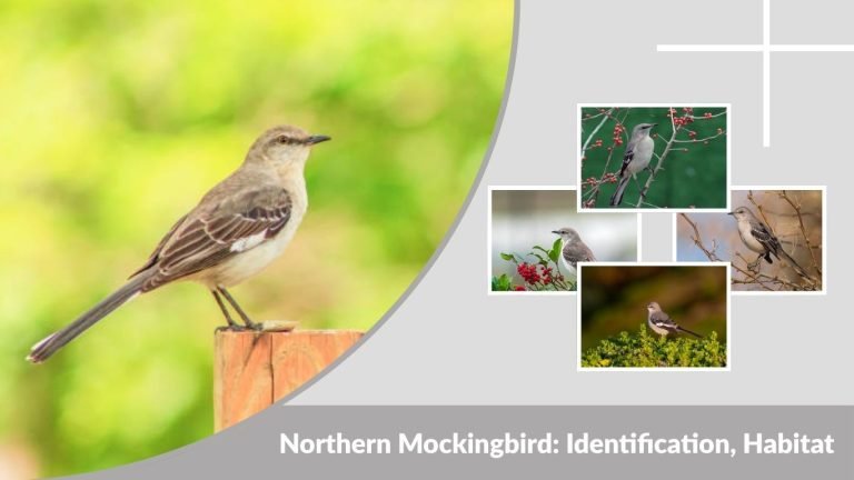 Northern Mockingbird: Identification, Habitat, Song & Facts