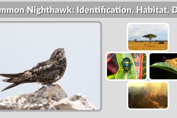 Common Nighthawk: Identification, Habitat, Diet, Behavior & Facts
