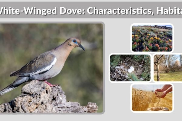 White-Winged Dove: Characteristics, Habitat, Diet & Facts