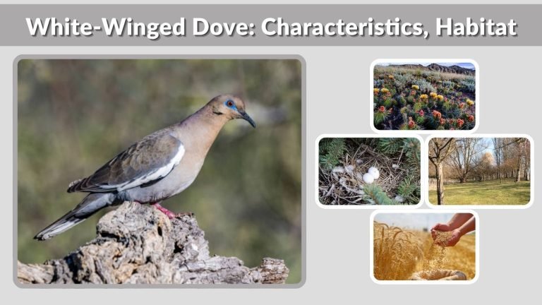 White-Winged Dove: Characteristics, Habitat, Diet & Facts