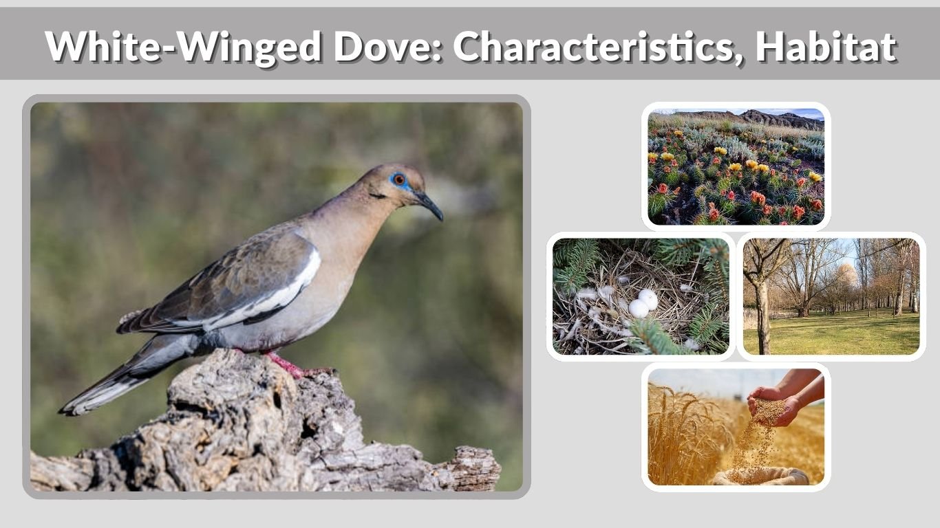 White-Winged Dove: Characteristics, Habitat, Diet & Facts