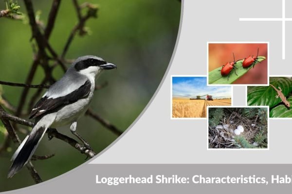 Loggerhead Shrike: Characteristics, Habitat, Diet, Nesting & Facts