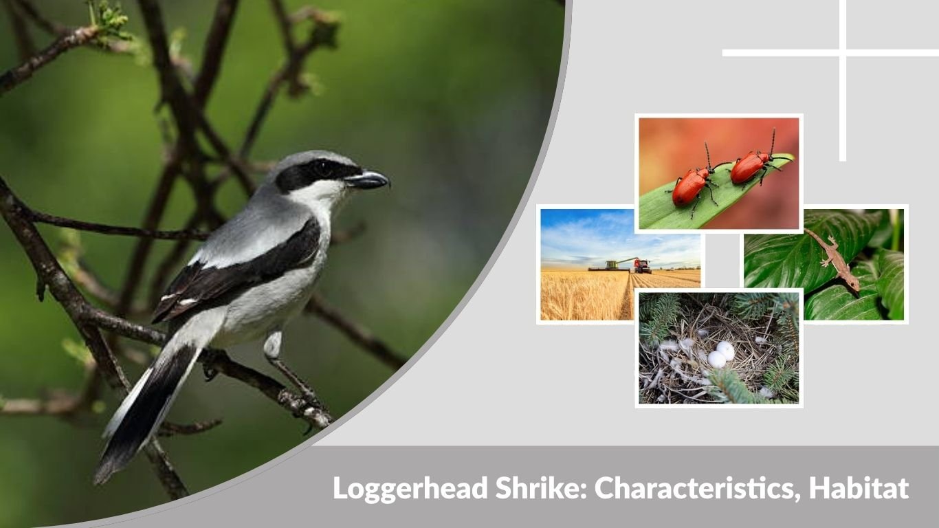 Loggerhead Shrike: Characteristics, Habitat, Diet, Nesting & Facts
