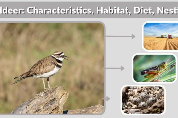 Killdeer: Characteristics, Habitat, Diet, Nesting & Facts