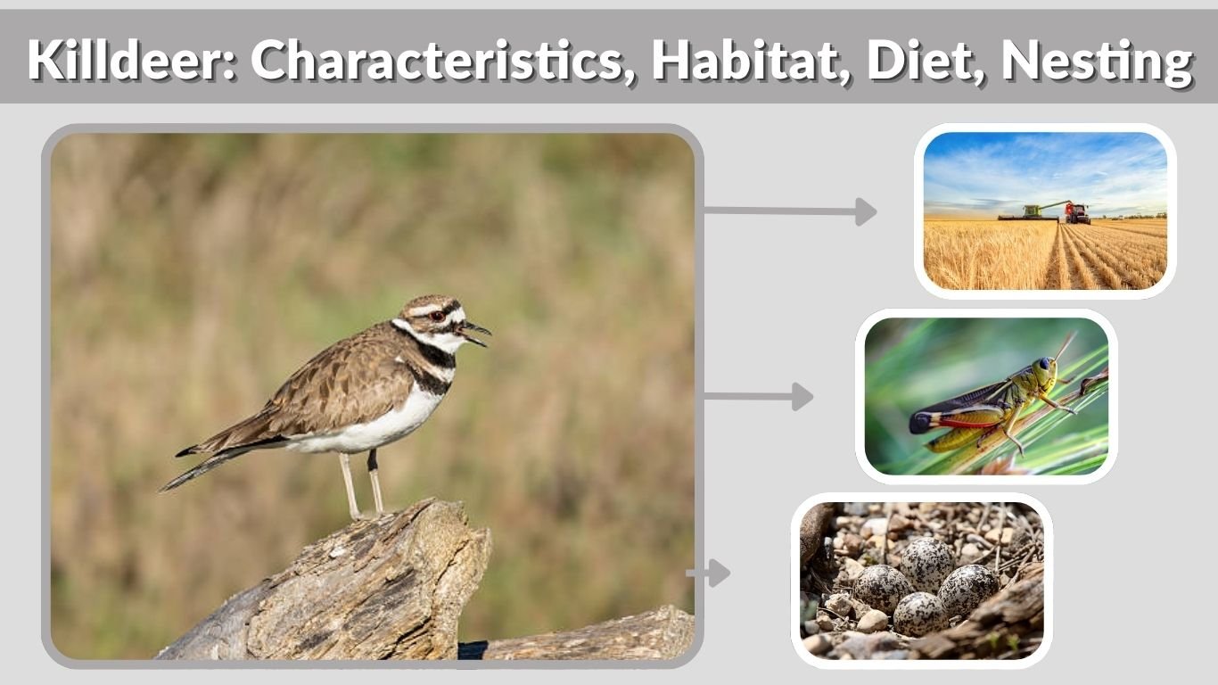 Killdeer: Characteristics, Habitat, Diet, Nesting & Facts