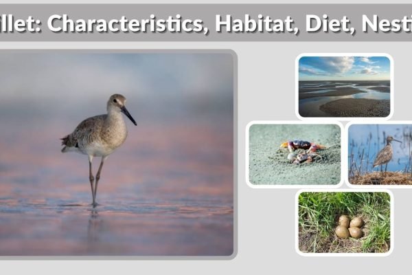 Willet: Characteristics, Habitat, Diet, Nesting & Facts