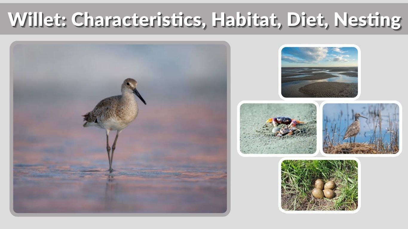 Willet: Characteristics, Habitat, Diet, Nesting & Facts