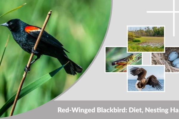 Red-Winged Blackbird: Diet, Nesting Habits & Identification