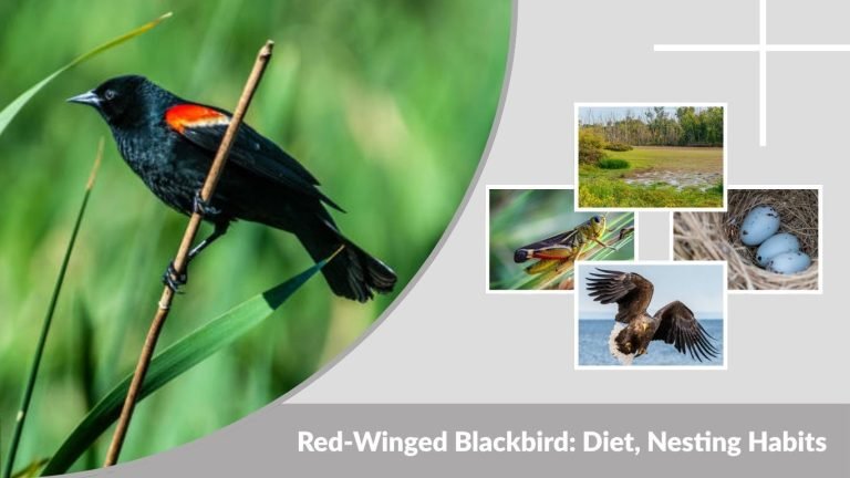 Red-Winged Blackbird: Diet, Nesting Habits & Identification