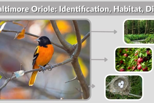 Baltimore Oriole: Identification, Habitat, Diet, Nesting & Facts