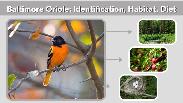 Baltimore Oriole: Identification, Habitat, Diet, Nesting & Facts