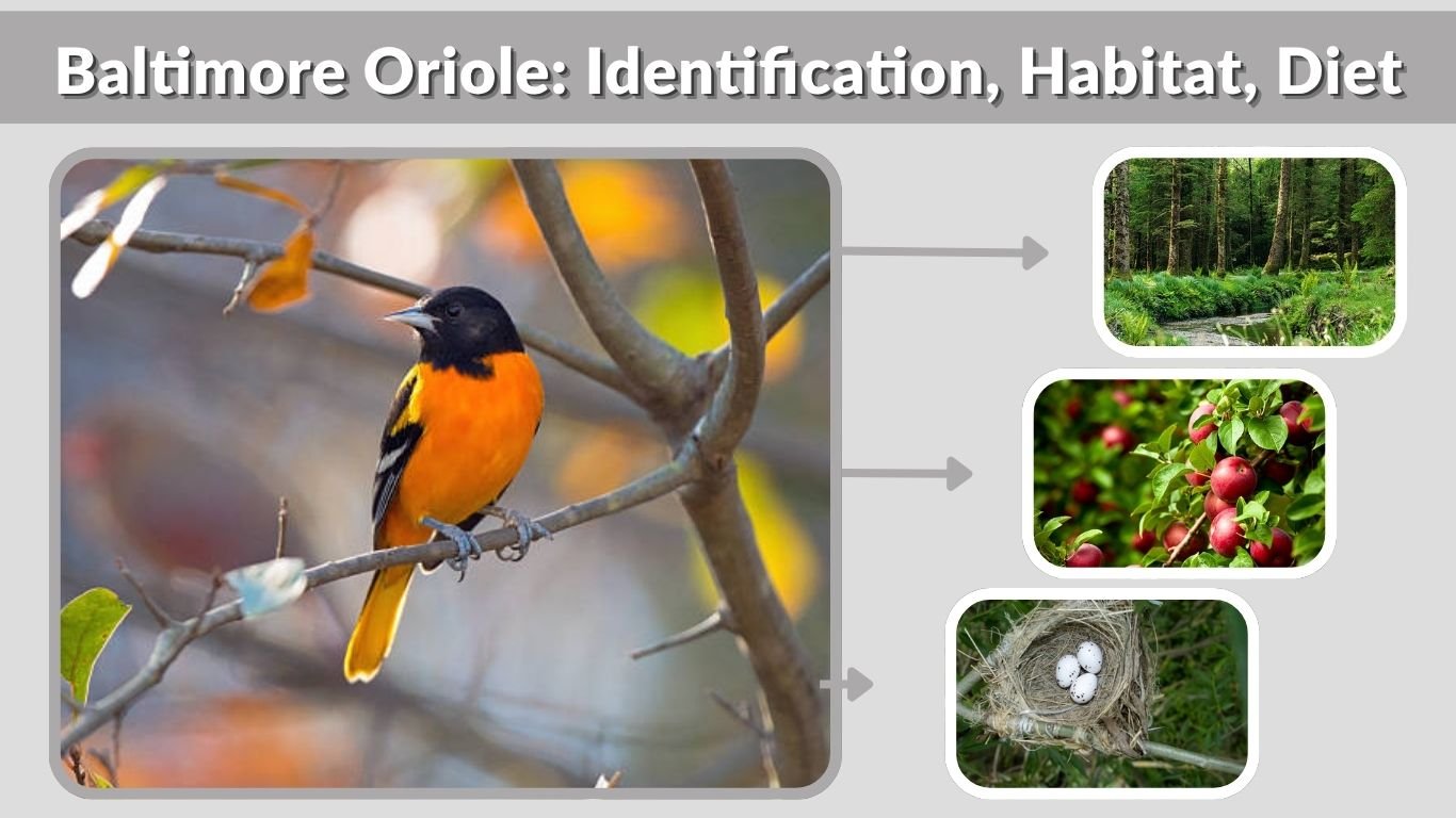 Baltimore Oriole: Identification, Habitat, Diet, Nesting & Facts