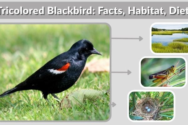 Tricolored Blackbird: Facts, Habitat, Diet & Conservation Status