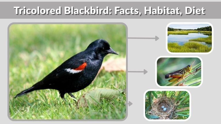 Tricolored Blackbird: Facts, Habitat, Diet & Conservation Status