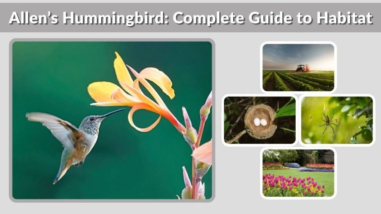 Allen’s Hummingbird: Complete Guide to Habitat, Behavior & Diet
