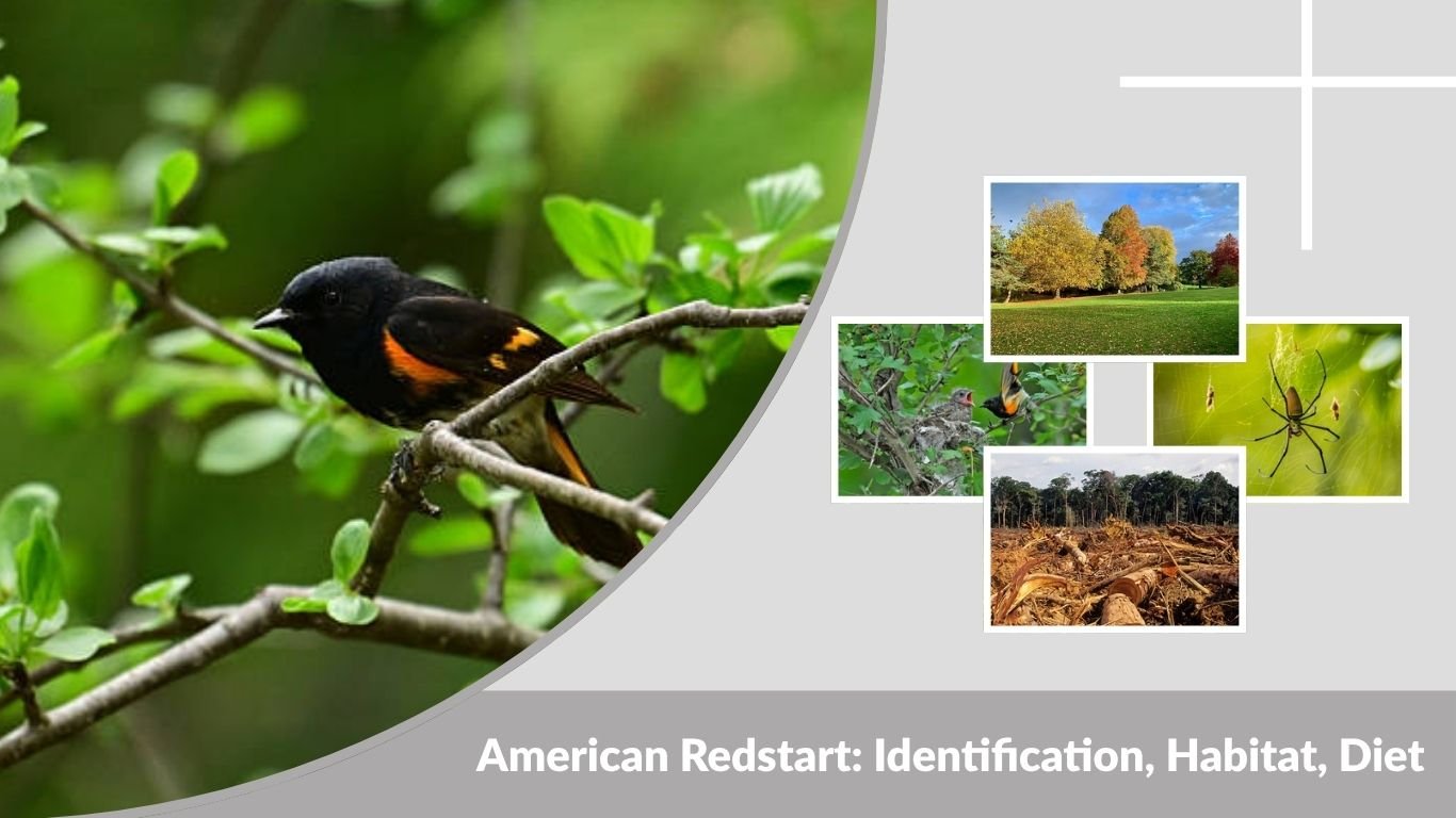 American Redstart: Identification, Habitat, Diet and Facts