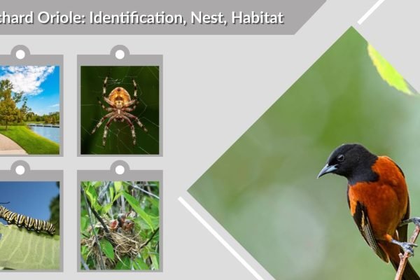 Orchard Oriole: Identification, Nest, Habitat, Diet and Facts