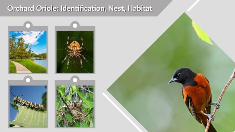 Orchard Oriole: Identification, Nest, Habitat, Diet and Facts