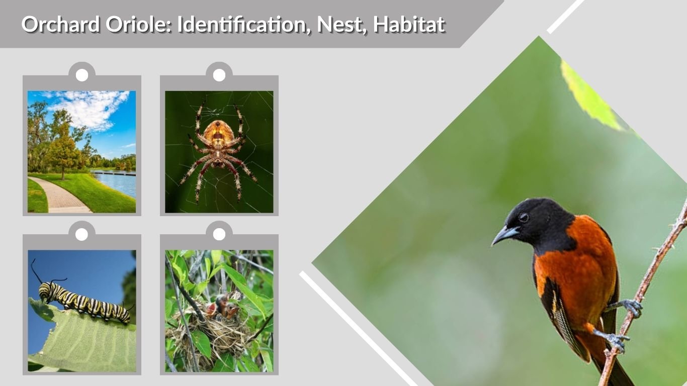 Orchard Oriole: Identification, Nest, Habitat, Diet and Facts