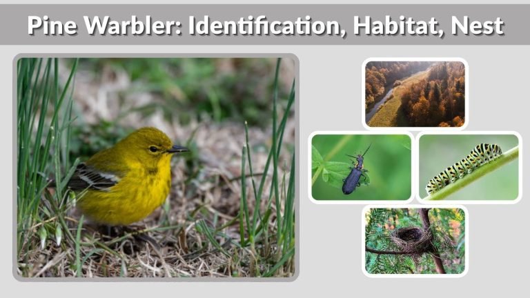 Pine Warbler: Identification, Habitat, Nest, Eggs & Key Facts