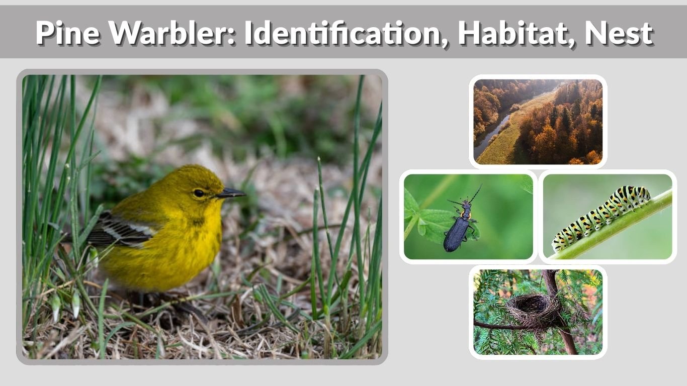 Pine Warbler: Identification, Habitat, Nest, Eggs & Key Facts