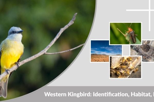 Western Kingbird: Identification, Habitat, Diet, Nesting & Behavior