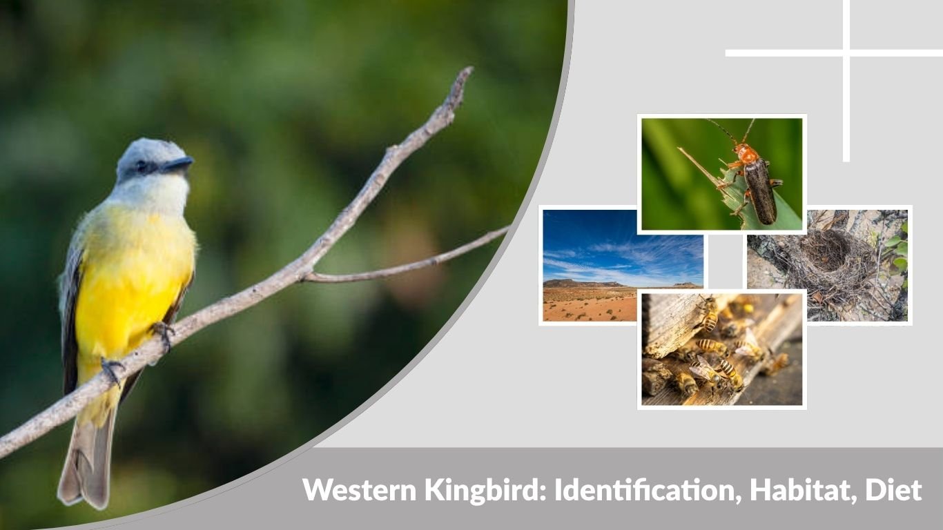 Western Kingbird: Identification, Habitat, Diet, Nesting & Behavior