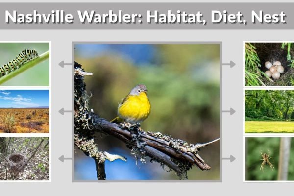Nashville Warbler: Habitat, Diet, Nest & Migration Guide
