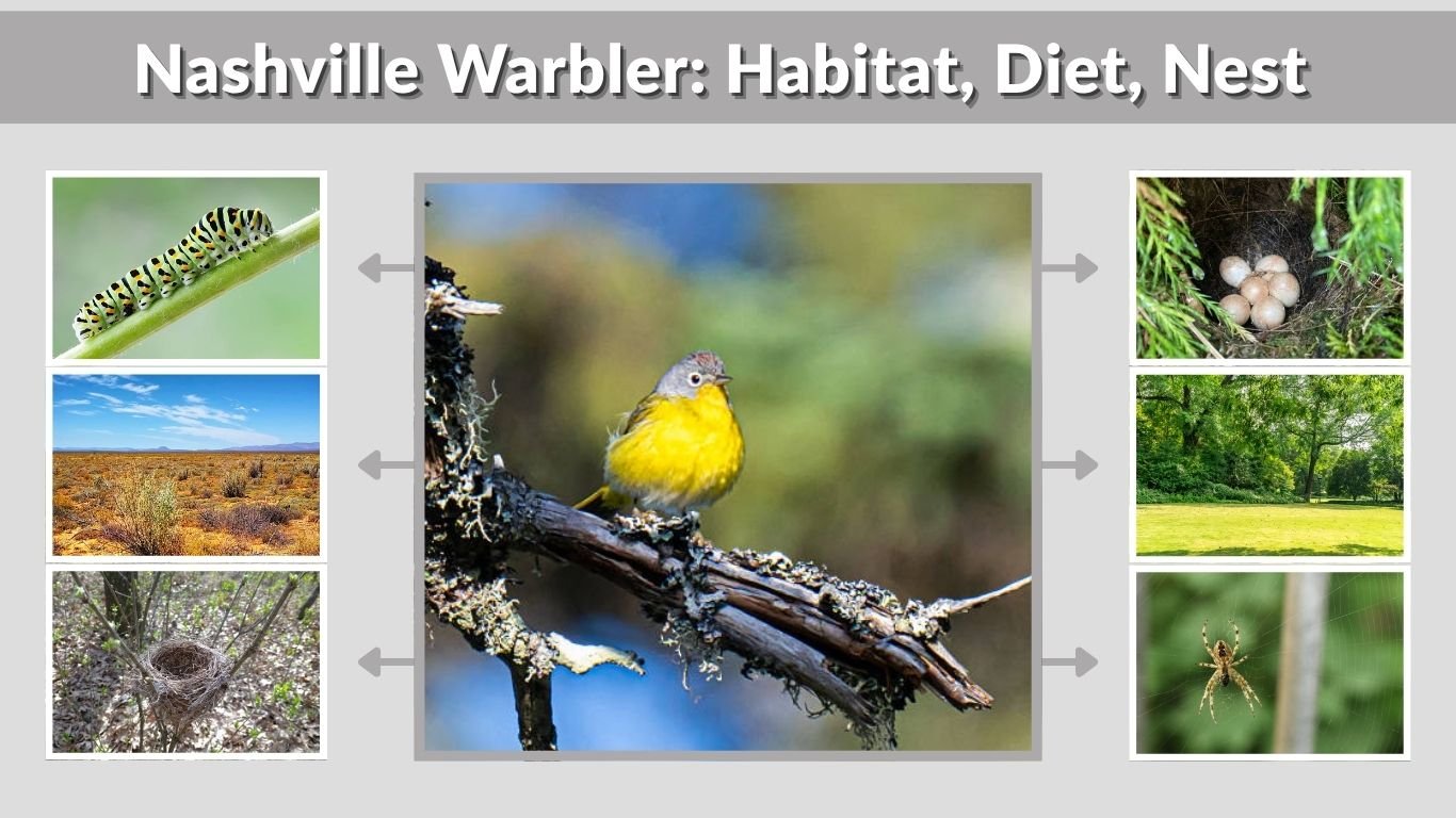 Nashville Warbler: Habitat, Diet, Nest & Migration Guide
