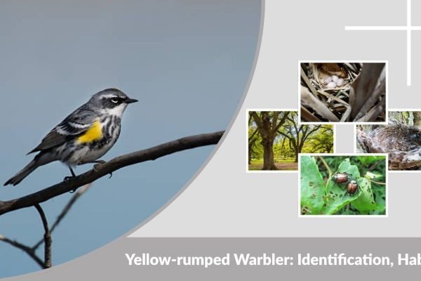 Yellow-rumped Warbler: Identification, Habitat, Diet & Facts