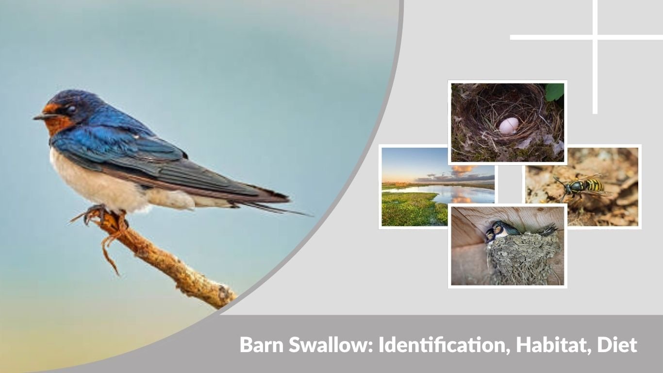 Barn Swallow: Identification, Habitat, Diet, Nest & Lifespan