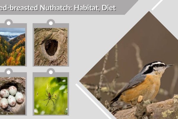 Red-breasted Nuthatch: Habitat, Diet, Nesting & Life Cycle