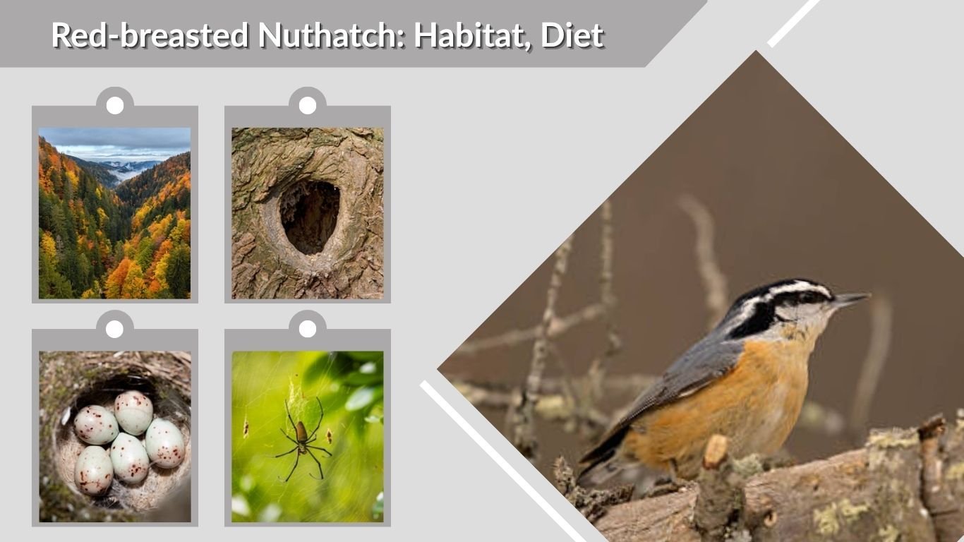 Red-breasted Nuthatch: Habitat, Diet, Nesting & Life Cycle