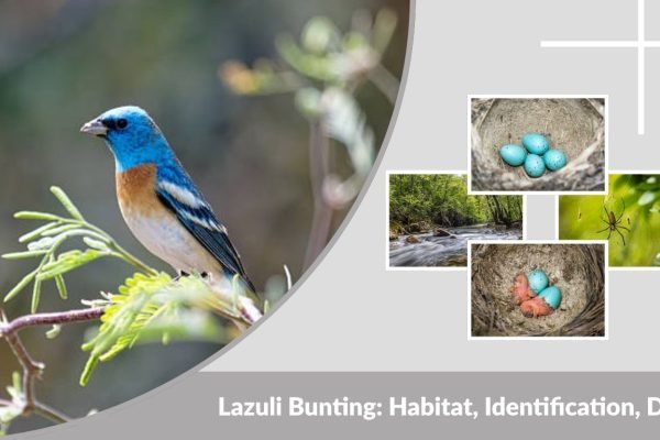 Lazuli Bunting: Habitat, Identification, Diet, Migration & Facts