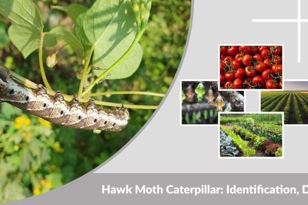 Hawk Moth Caterpillar: Identification, Diet, Life Cycle & Facts