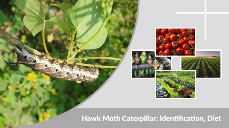 Hawk Moth Caterpillar: Identification, Diet, Life Cycle & Facts