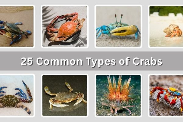 25 Common Types of Crabs: Identification with Pictures 